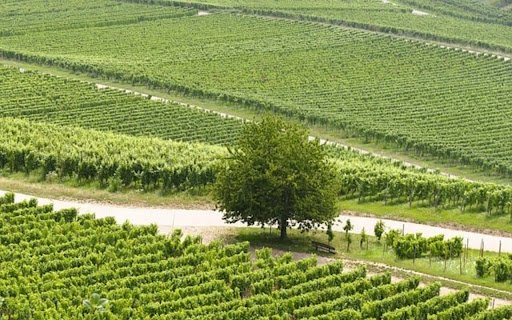 Chrome 网上应用店的 VINEYARD 主题将与 OffiDocs Chromium 在线运行