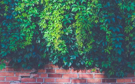 Wall Creeper  from Chrome web store to be run with OffiDocs Chromium online Wall Creeper  from Chrome web store to be run with OffiDocs Chromium online