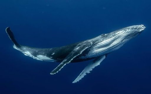 wallpaper humpback whale  from Chrome web store to be run with OffiDocs Chromium online