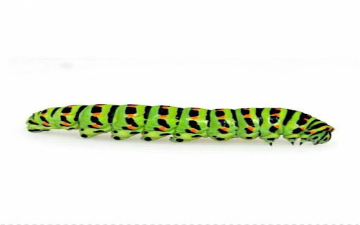 wallpaper of a spotted green caterpillar  from Chrome web store to be run with OffiDocs Chromium online