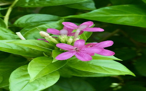 Wallpaper of the gentleman flower  from Chrome web store to be run with OffiDocs Chromium online