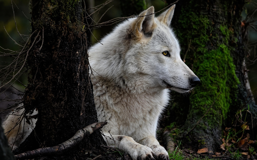 Watchful Forest Wolf  from Chrome web store to be run with OffiDocs Chromium online