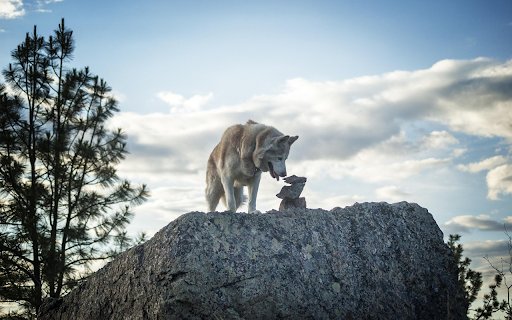 Watchful Husky  from Chrome web store to be run with OffiDocs Chromium online