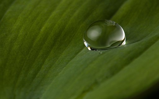 Water drops on leaf surface  from Chrome web store to be run with OffiDocs Chromium online