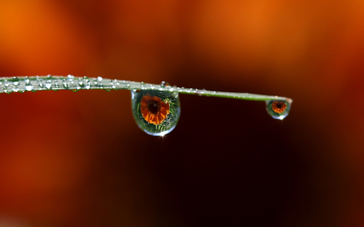 Water drops on leaves  from Chrome web store to be run with OffiDocs Chromium online