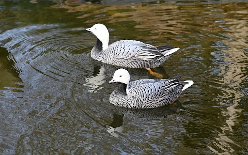 Water geese  from Chrome web store to be run with OffiDocs Chromium online