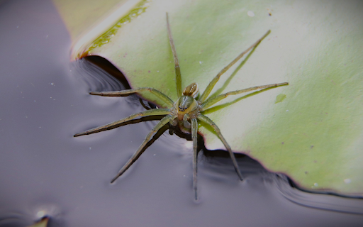 Water spider  from Chrome web store to be run with OffiDocs Chromium online