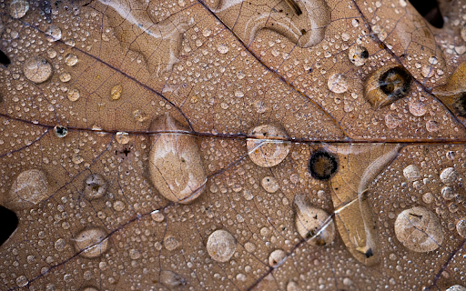 Water stagnates on dry leaves  from Chrome web store to be run with OffiDocs Chromium online