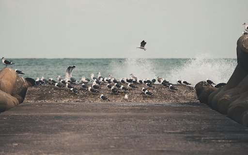 Wave Crushing near Seagulls on Shore  from Chrome web store to be run with OffiDocs Chromium online