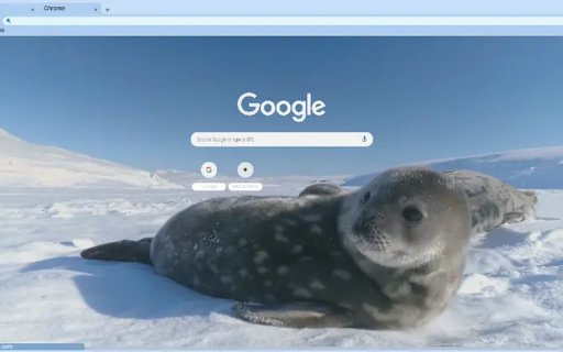 Wedel Seals in Snow  from Chrome web store to be run with OffiDocs Chromium online