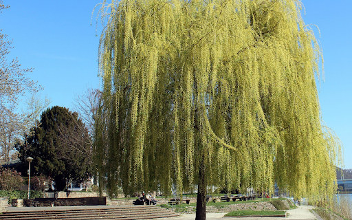 Weeping willow tree in the park  from Chrome web store to be run with OffiDocs Chromium online