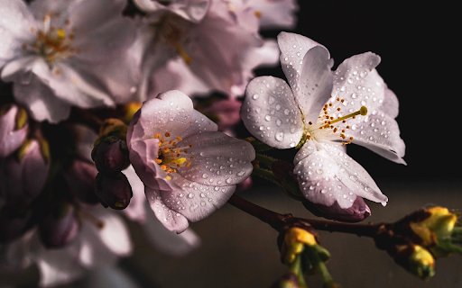 Wet flowers from Chrome web store to be run with OffiDocs Chromium online Wet flowers from Chrome web store to be run with OffiDocs Chromium online