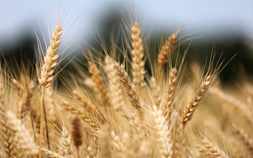 Wheat  from Chrome web store to be run with OffiDocs Chromium online