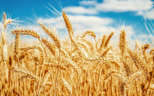 wheat plant wallpaper  from Chrome web store to be run with OffiDocs Chromium online