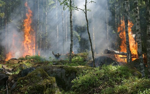 When the green forest burns big  from Chrome web store to be run with OffiDocs Chromium online