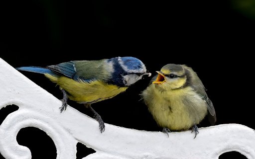 When the mother bird fertilizes her from Chrome web store to be run with OffiDocs Chromium online When the mother bird fertilizes her from Chrome web store to be run with OffiDocs Chromium online