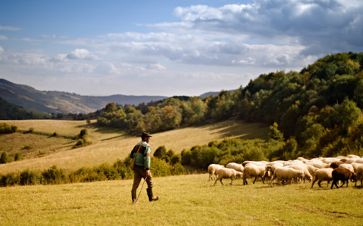 When the sheep went up the mountain  from Chrome web store to be run with OffiDocs Chromium online