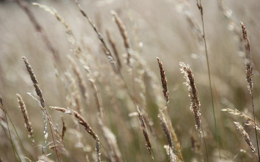 Whispering Grasses  from Chrome web store to be run with OffiDocs Chromium online