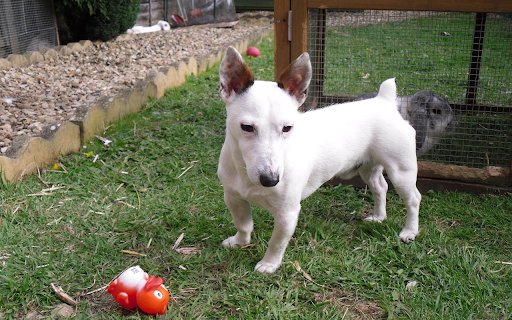 White amputee dog  from Chrome web store to be run with OffiDocs Chromium online