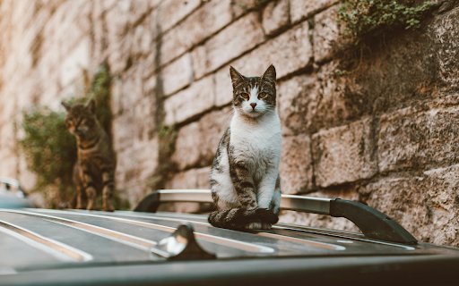 White and Black Tabby Cat on Top of Black Shiny Surface  from Chrome web store to be run with OffiDocs Chromium online