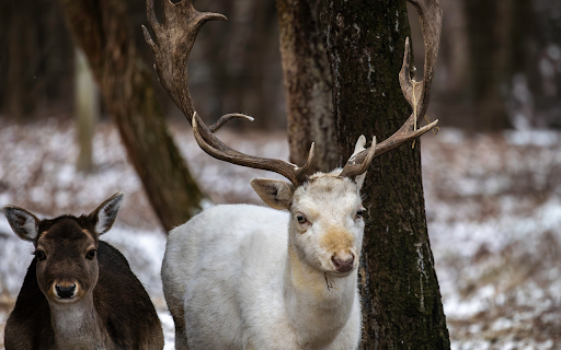 White and Brown Deer  from Chrome web store to be run with OffiDocs Chromium online