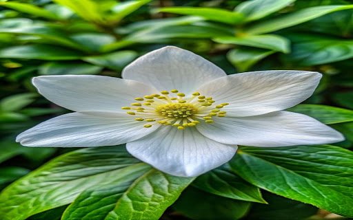 White Anemone Flower Wallpaper  from Chrome web store to be run with OffiDocs Chromium online