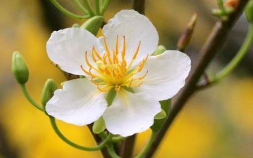White apricot flower wallpaper  from Chrome web store to be run with OffiDocs Chromium online