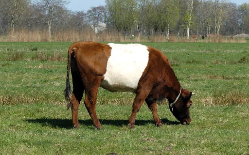 White Belly Cow  from Chrome web store to be run with OffiDocs Chromium online