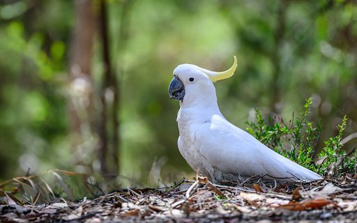 White bird and crest from Chrome web store to be run with OffiDocs Chromium online White bird and crest from Chrome web store to be run with OffiDocs Chromium online