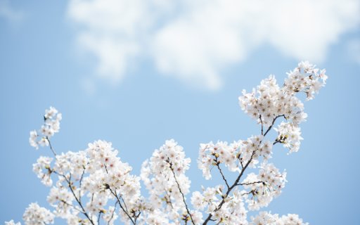 White Blooms, Skys Gentle Hug  from Chrome web store to be run with OffiDocs Chromium online White Blooms, Skys Gentle Hug  from Chrome web store to be run with OffiDocs Chromium online