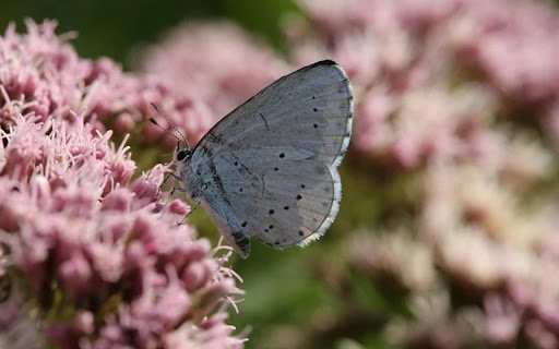 WHITE BUTTERFLY THEME  from Chrome web store to be run with OffiDocs Chromium online