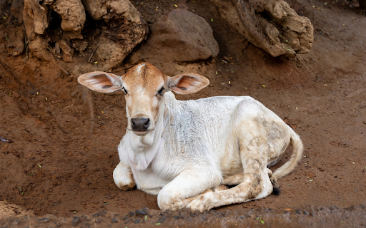 White calf  from Chrome web store to be run with OffiDocs Chromium online