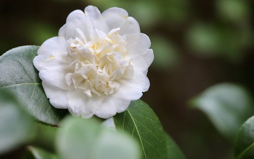 White camellia  from Chrome web store to be run with OffiDocs Chromium online