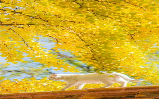 white cat on the roof Wallpaper  from Chrome web store to be run with OffiDocs Chromium online
