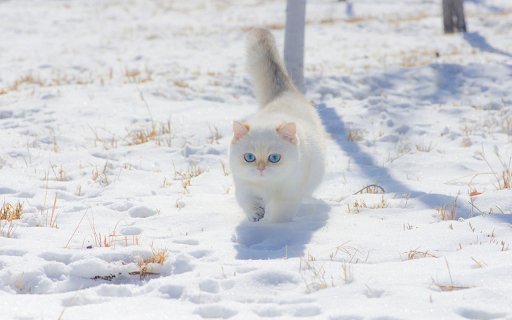 White cat playing in the snow from Chrome web store to be run with OffiDocs Chromium online White cat playing in the snow from Chrome web store to be run with OffiDocs Chromium online