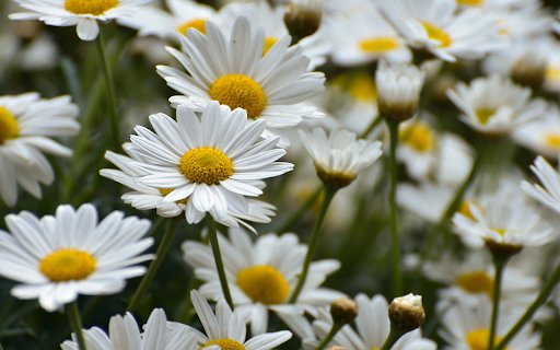 White Chrysanthemum Garden  from Chrome web store to be run with OffiDocs Chromium online