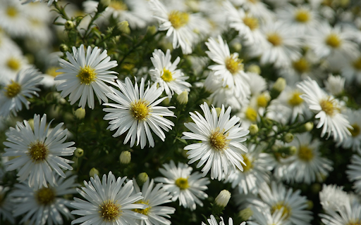 White chrysanthemum garden from Chrome web store to be run with OffiDocs Chromium online White chrysanthemum garden from Chrome web store to be run with OffiDocs Chromium online