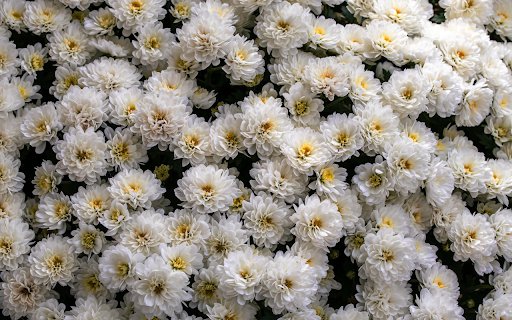 White Chrysanthemums in Full Bloom  from Chrome web store to be run with OffiDocs Chromium online