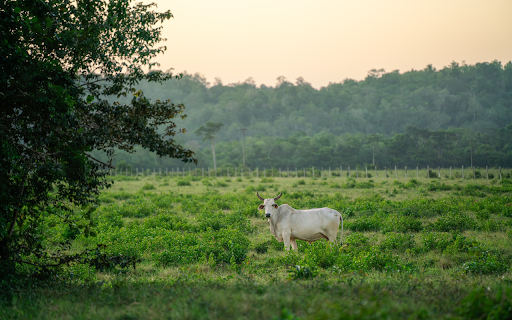 White cow  from Chrome web store to be run with OffiDocs Chromium online