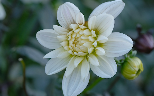 White Dahlia  from Chrome web store to be run with OffiDocs Chromium online