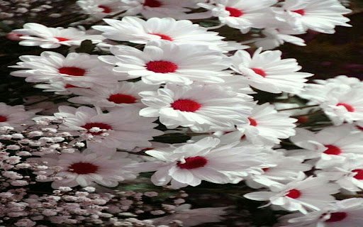 White daisy red heart wallpaper  from Chrome web store to be run with OffiDocs Chromium online