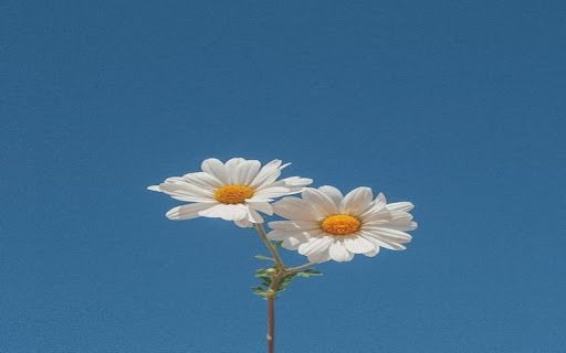 white daisy wallpaper  from Chrome web store to be run with OffiDocs Chromium online