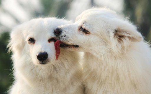 White Dogs Sharing Affection in Close up Portrait  from Chrome web store to be run with OffiDocs Chromium online White Dogs Sharing Affection in Close up Portrait  from Chrome web store to be run with OffiDocs Chromium online