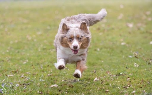 WHITE DOG Theme  from Chrome web store to be run with OffiDocs Chromium online