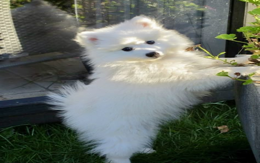 White Dog Wallpaper  from Chrome web store to be run with OffiDocs Chromium online