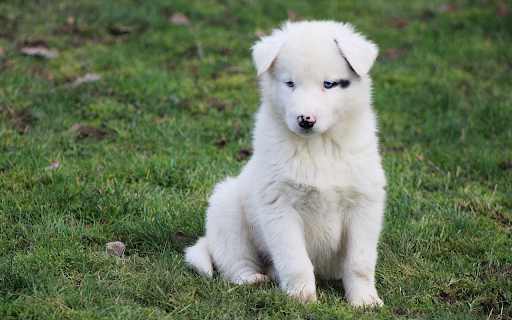 White dog with heart spots  from Chrome web store to be run with OffiDocs Chromium online