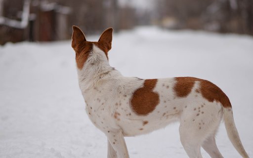 White dog with yellow spots  from Chrome web store to be run with OffiDocs Chromium online