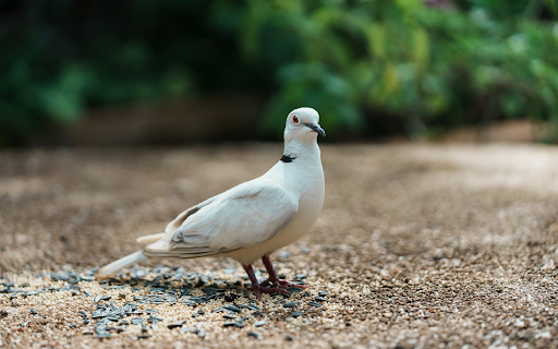 White Dove  from Chrome web store to be run with OffiDocs Chromium online