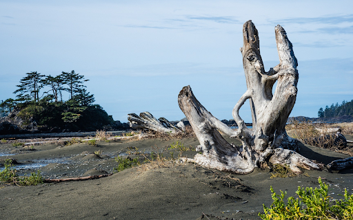 White dry tree stump  from Chrome web store to be run with OffiDocs Chromium online