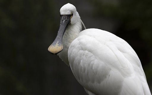 White duck billed bird  from Chrome web store to be run with OffiDocs Chromium online
